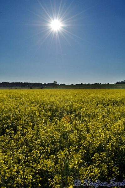 Yellow sea by Boštjan
