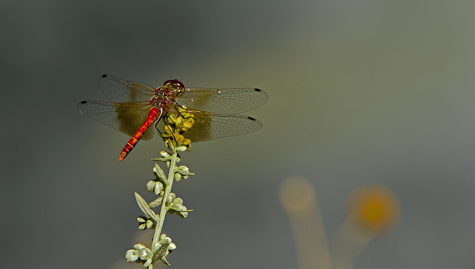 DragonFly. by Laura Maleš
