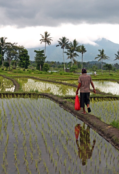Rice Field. by Laura Maleš