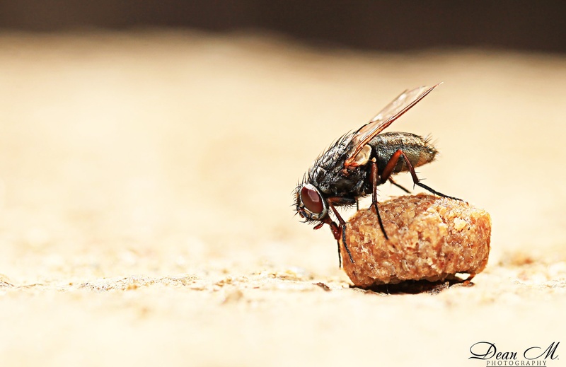 Fly and food by Dejan Muršec
