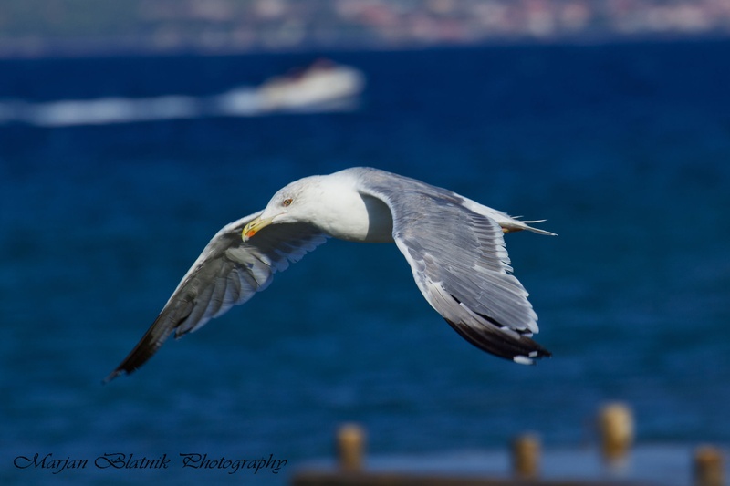 Galeb by Marjan Blatnik