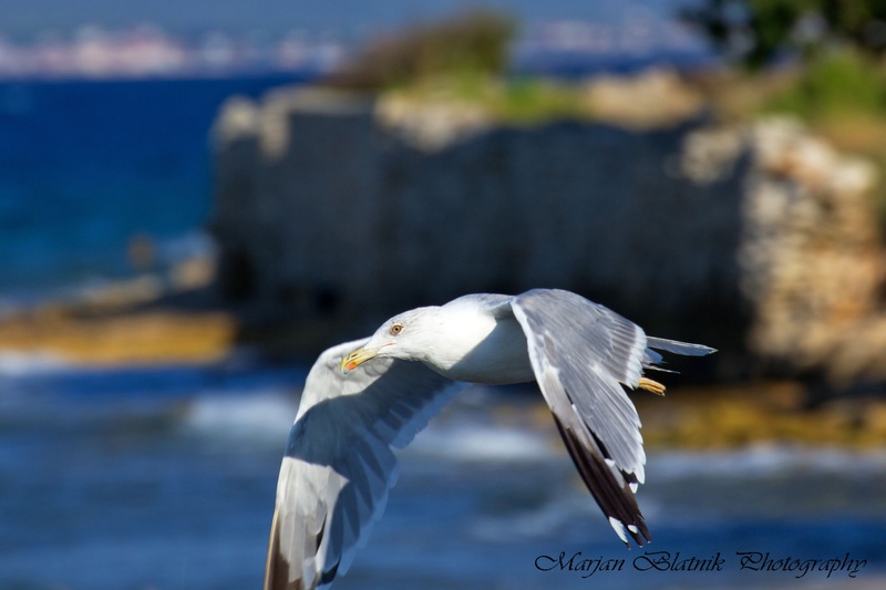 Galeb by Marjan Blatnik