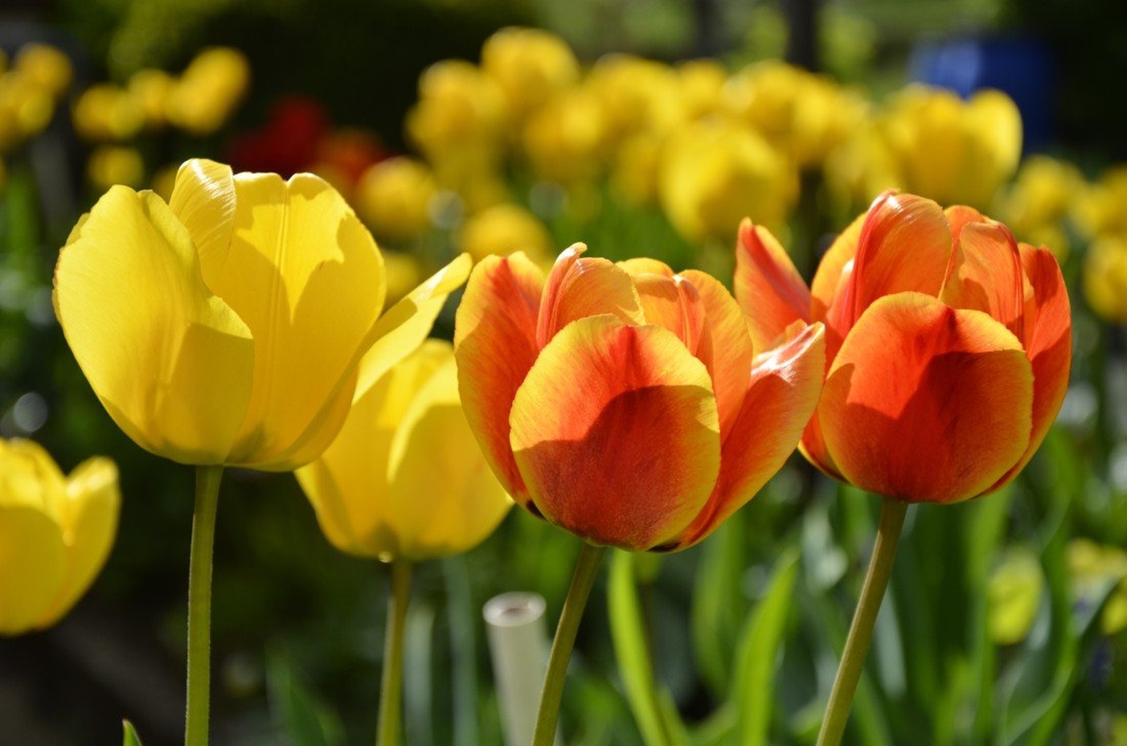 Tulipani by Barbara V.