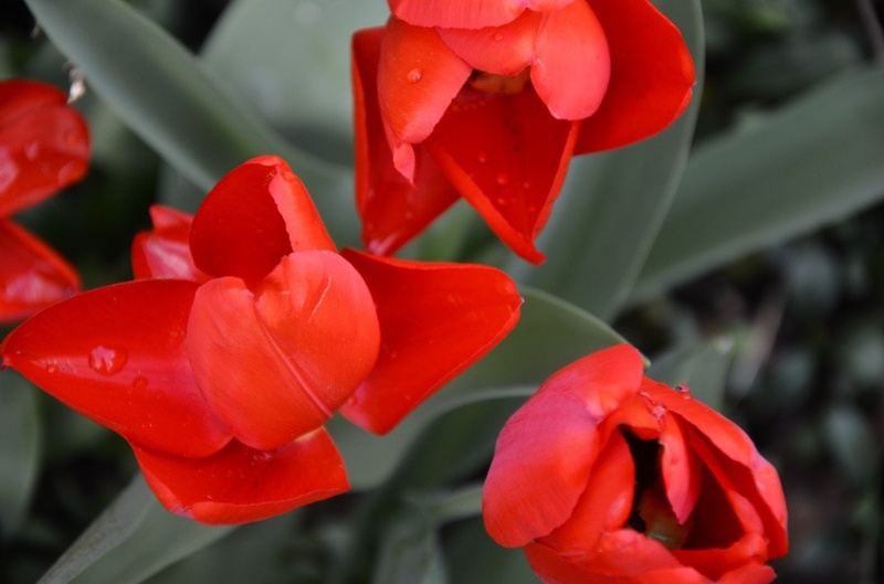 Rdeči tulipani by Barbara V.