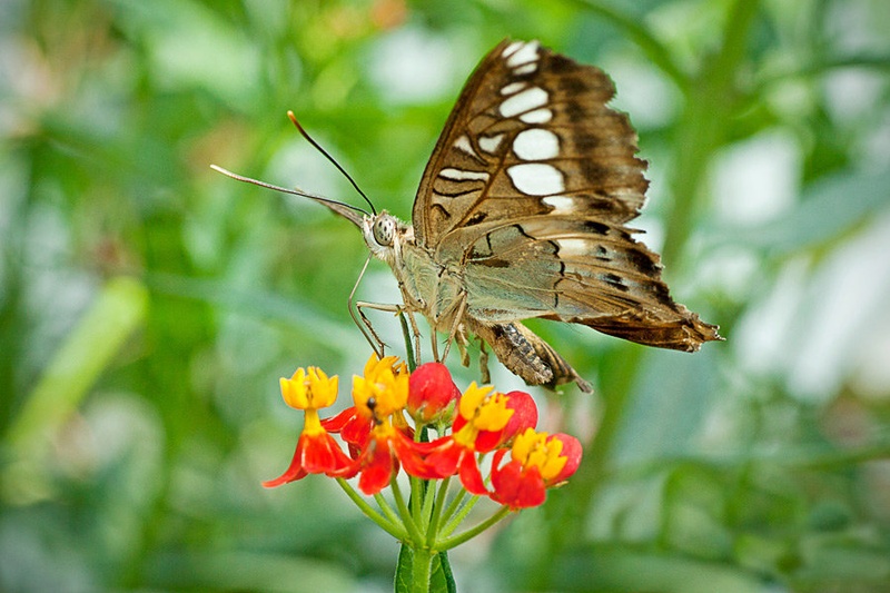 The Magnificent One by Miha Mozer