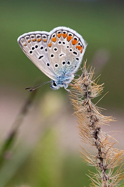 Polyommatus icarus by Miha Mozer