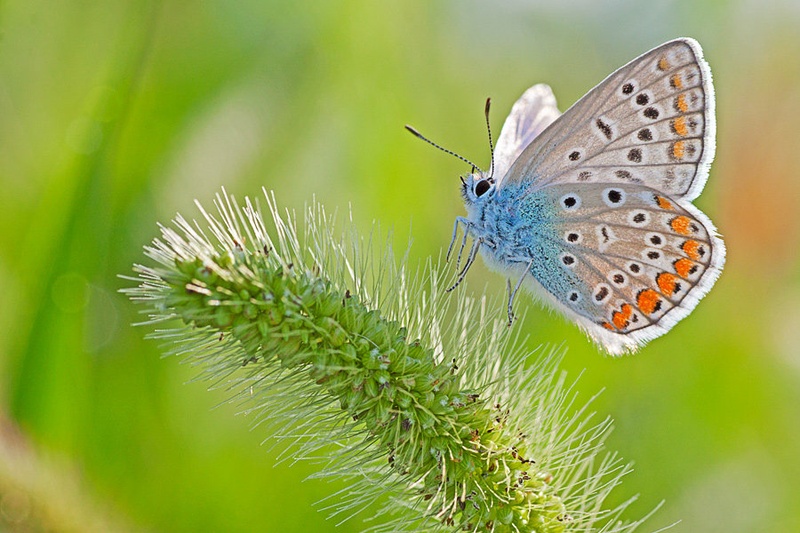 Mrs. Butterfly by Miha Mozer