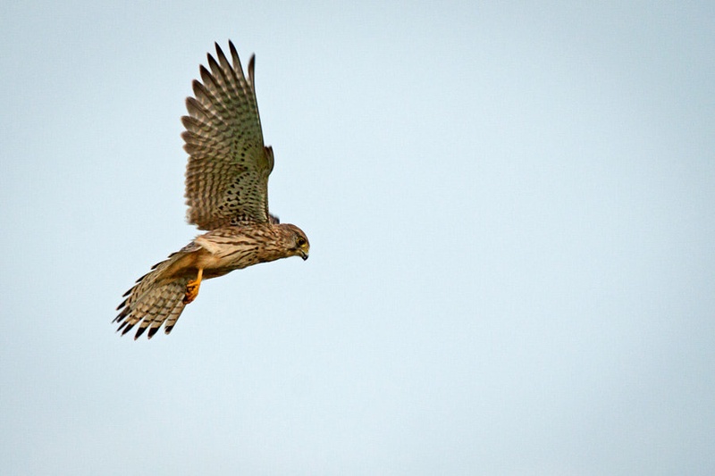 Falconiformes by Miha Mozer