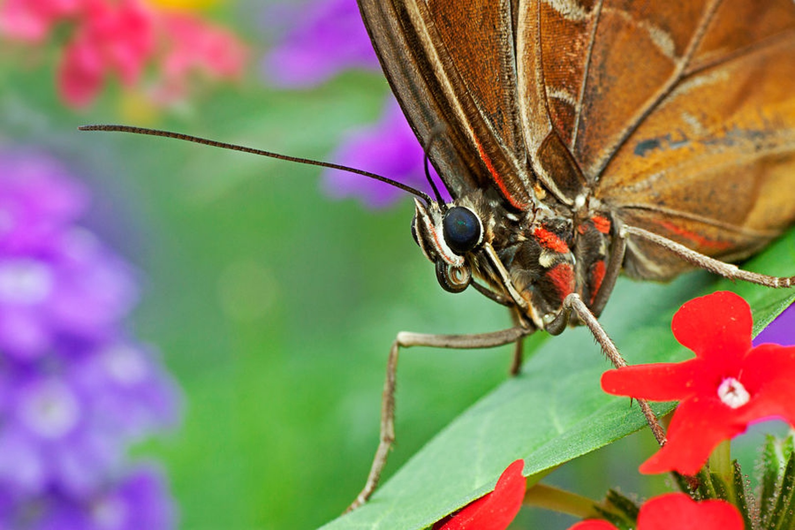 Morpho peleides by Miha Mozer