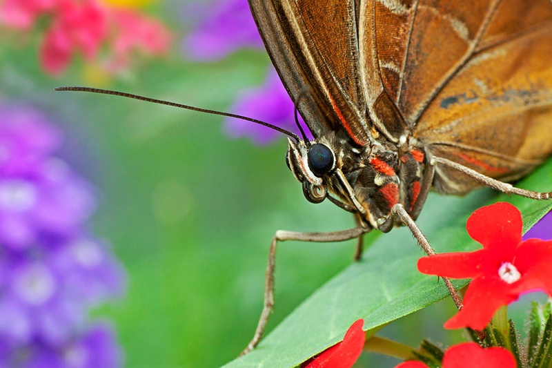 Morpho peleides by Miha Mozer