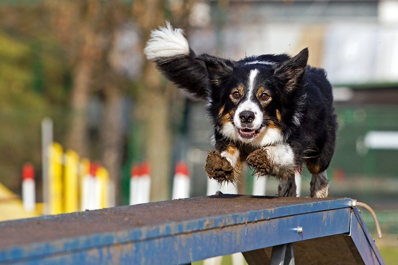 Agility Veverička by Miha Mozer