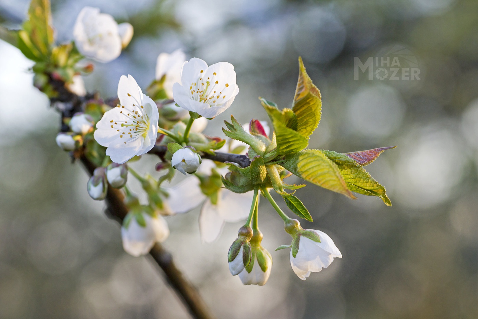Cherry Blossom by Miha Mozer