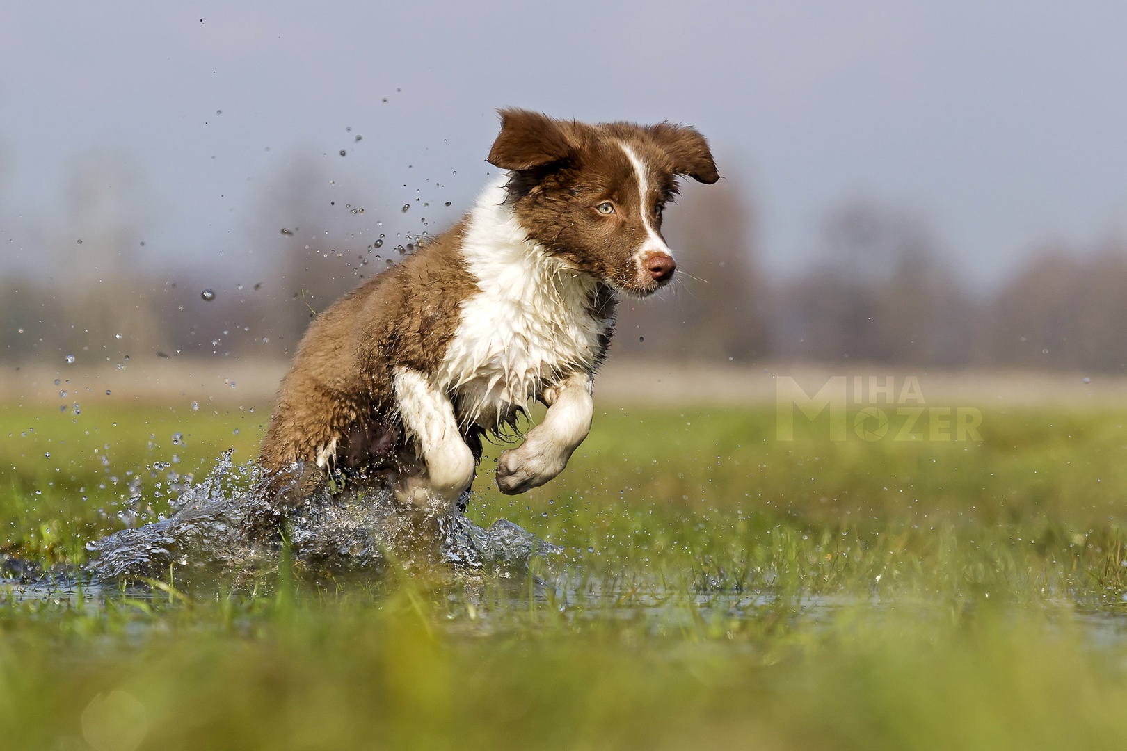 Border collie having Fun by Miha Mozer