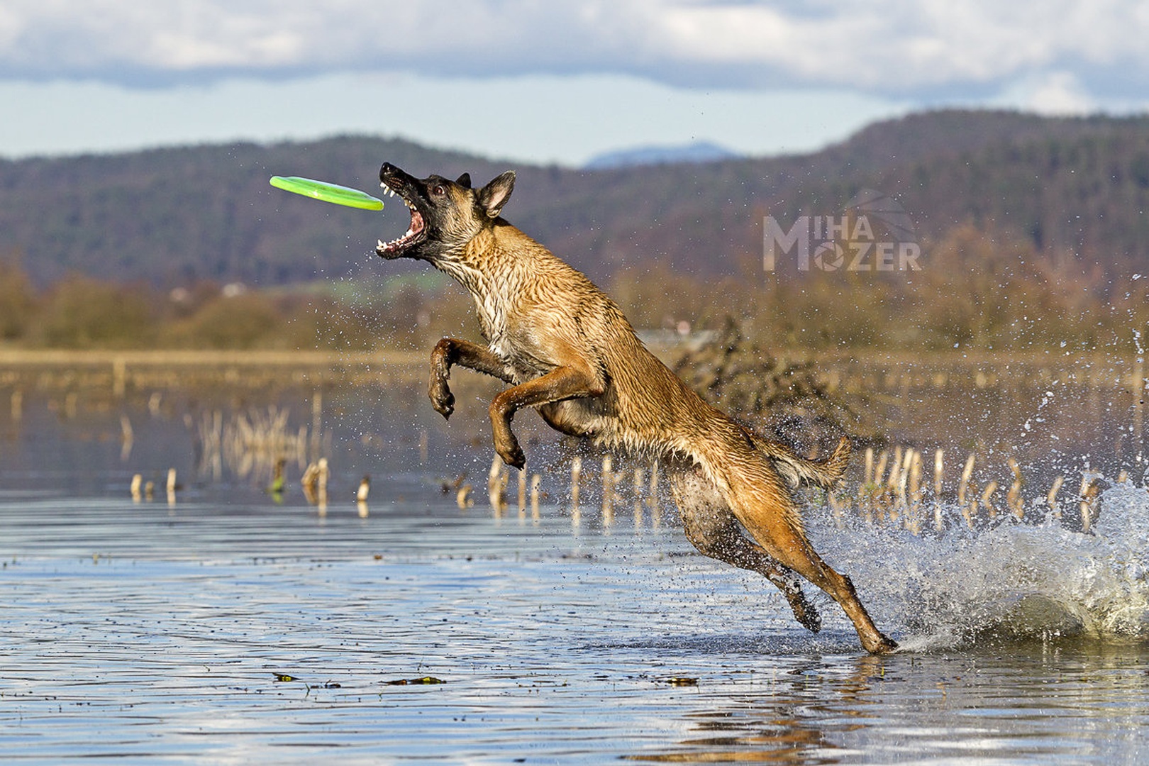 Frisbee Fun by Miha Mozer