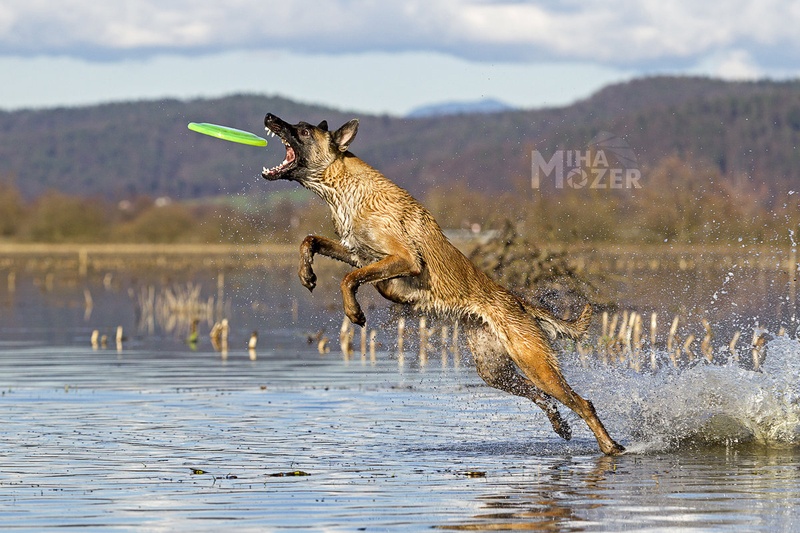 Frisbee Fun by Miha Mozer