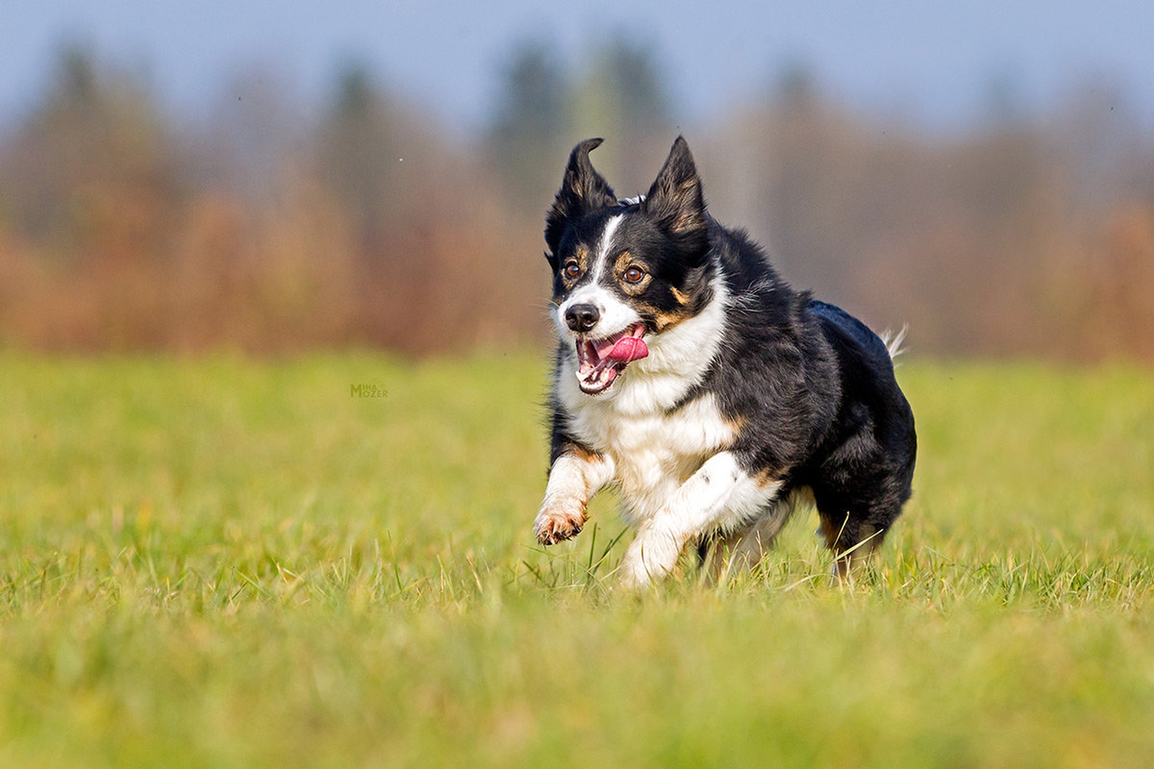 An Adorably Awkward Mixed Breed - Bullder by Miha Mozer