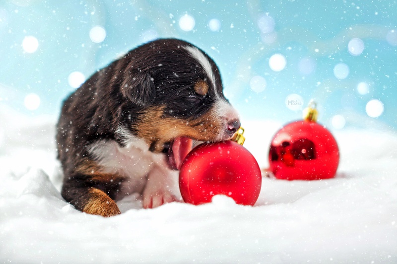 Christmas Gift by Miha Mozer