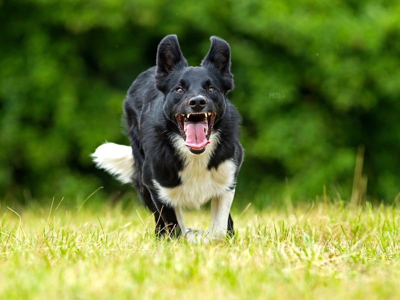 Border collie - working line :) by Miha Mozer
