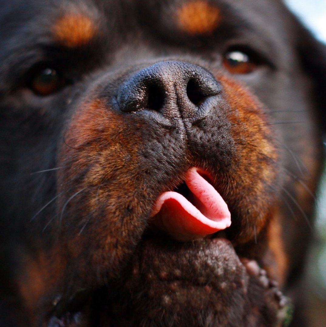 Even a few dogs can do it! by Miha Mozer