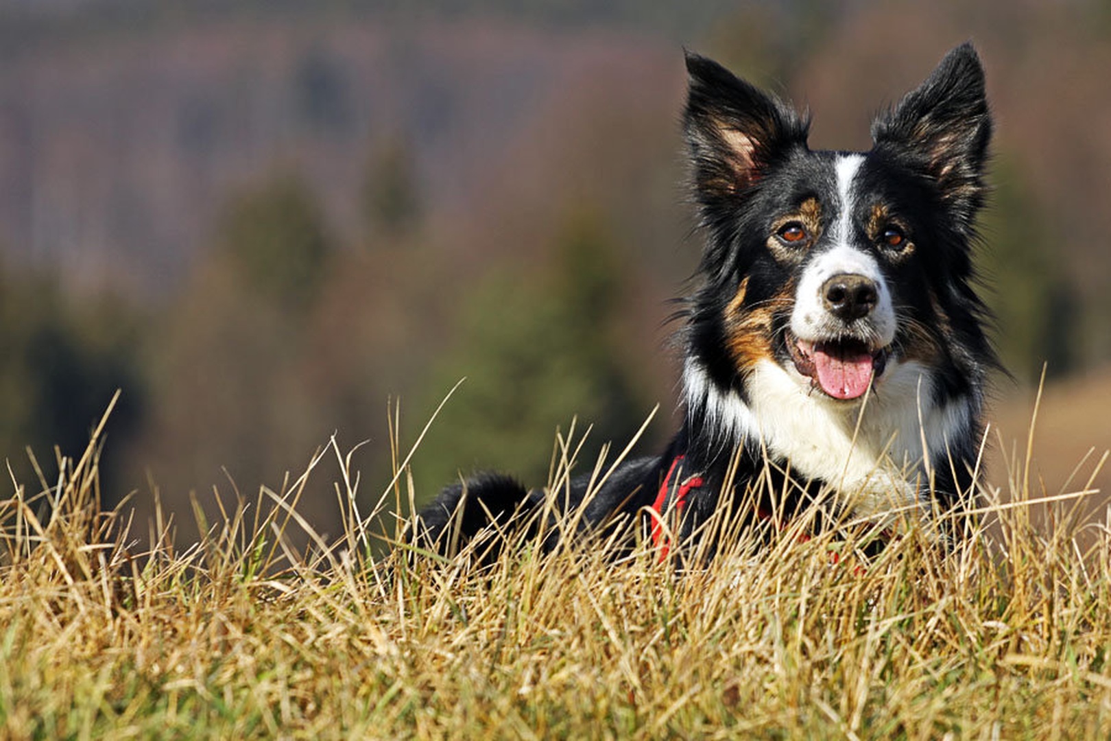 Border collie by Miha Mozer