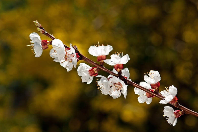 The Late Bloomer by Miha Mozer