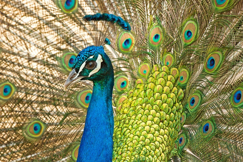Mr. Peacock by Miha Mozer