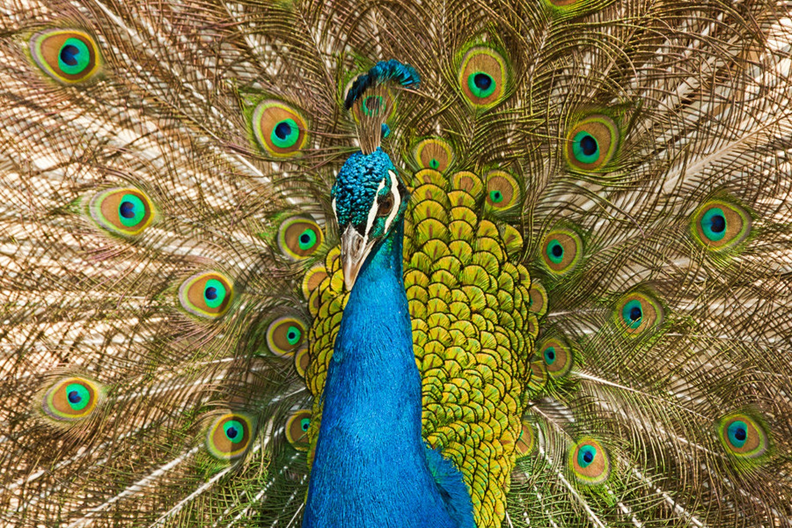 The King of colours by Miha Mozer