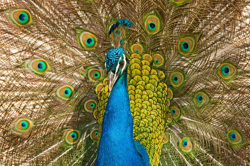 The King of colours by Miha Mozer