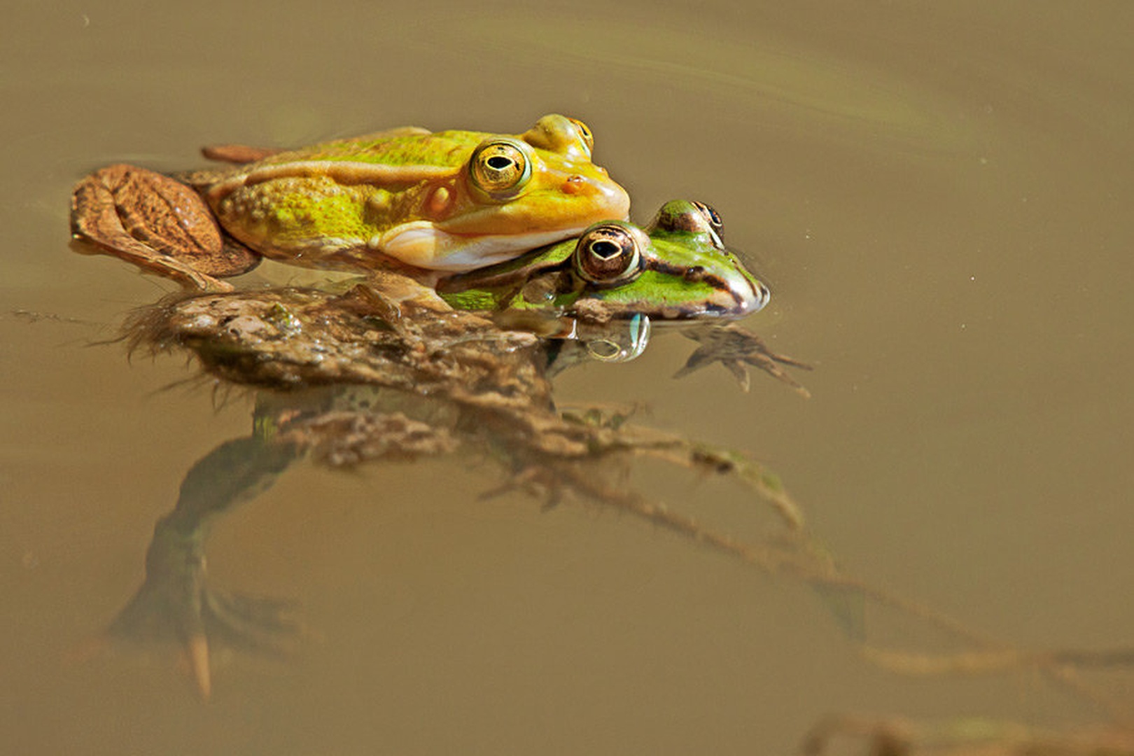 Froggy syle? by Miha Mozer