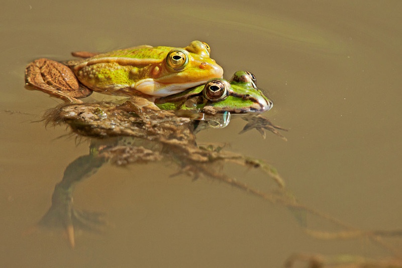 Froggy syle? by Miha Mozer