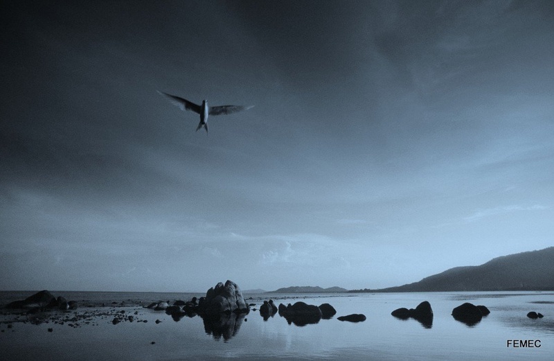 ANGEL by INLE