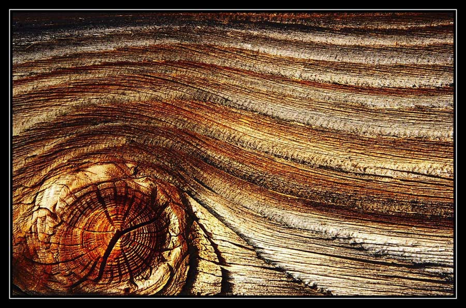 Woodeye by