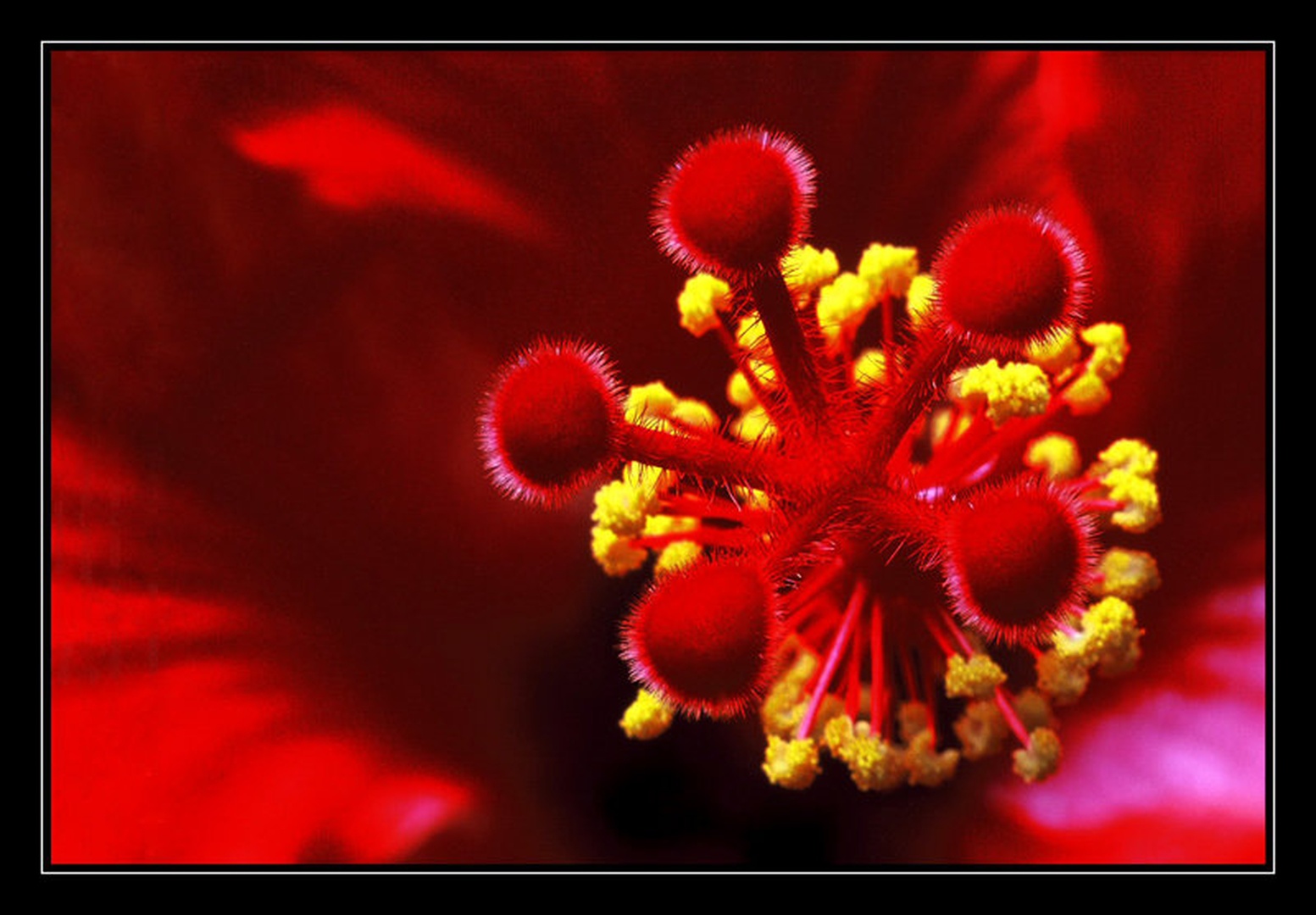 Flower power by