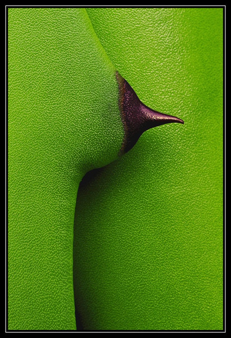 Nipple by
