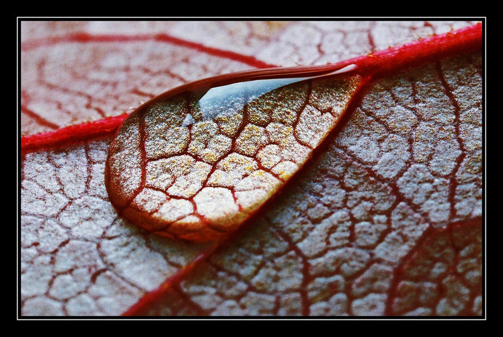 Droplet II. by