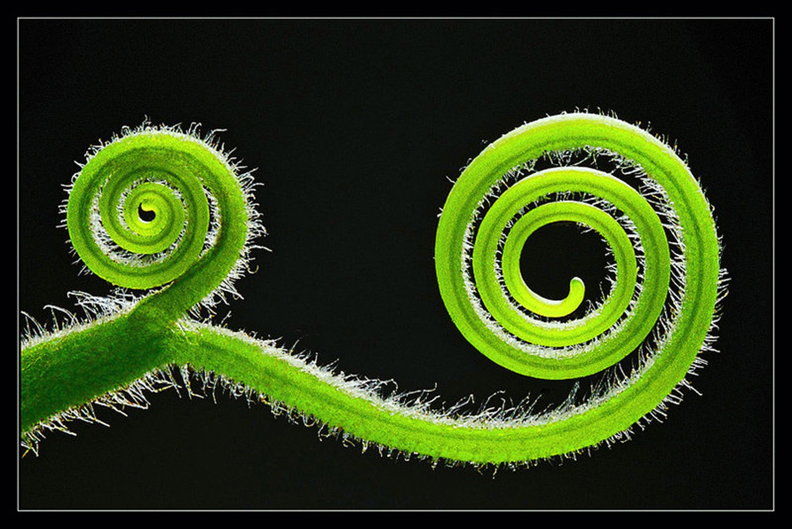 Kameleon by
