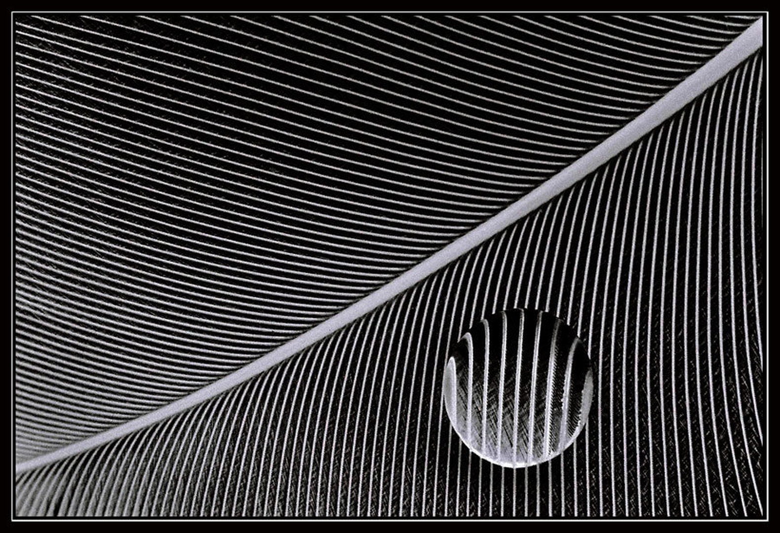 Parallel Lines by