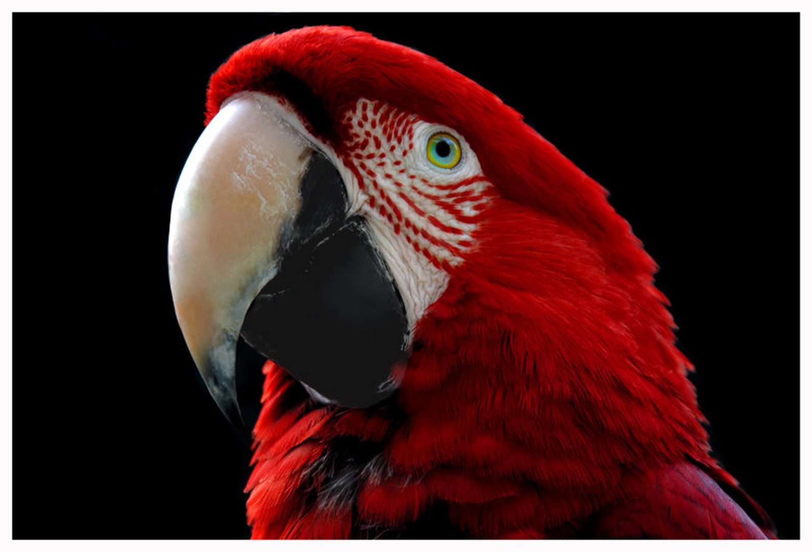 Parrot by