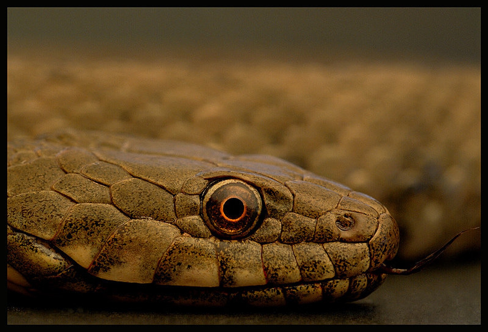 Snake Eye by
