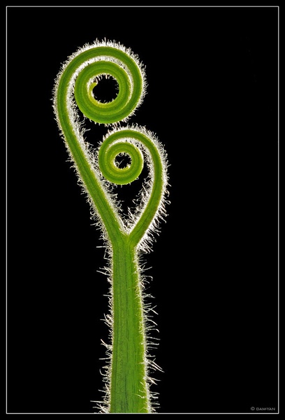 Green Plant by dam-yan
