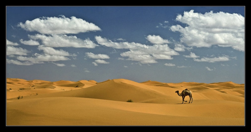 Desert Tripinn' by dam-yan