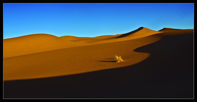 Golden Sahara by dam-yan