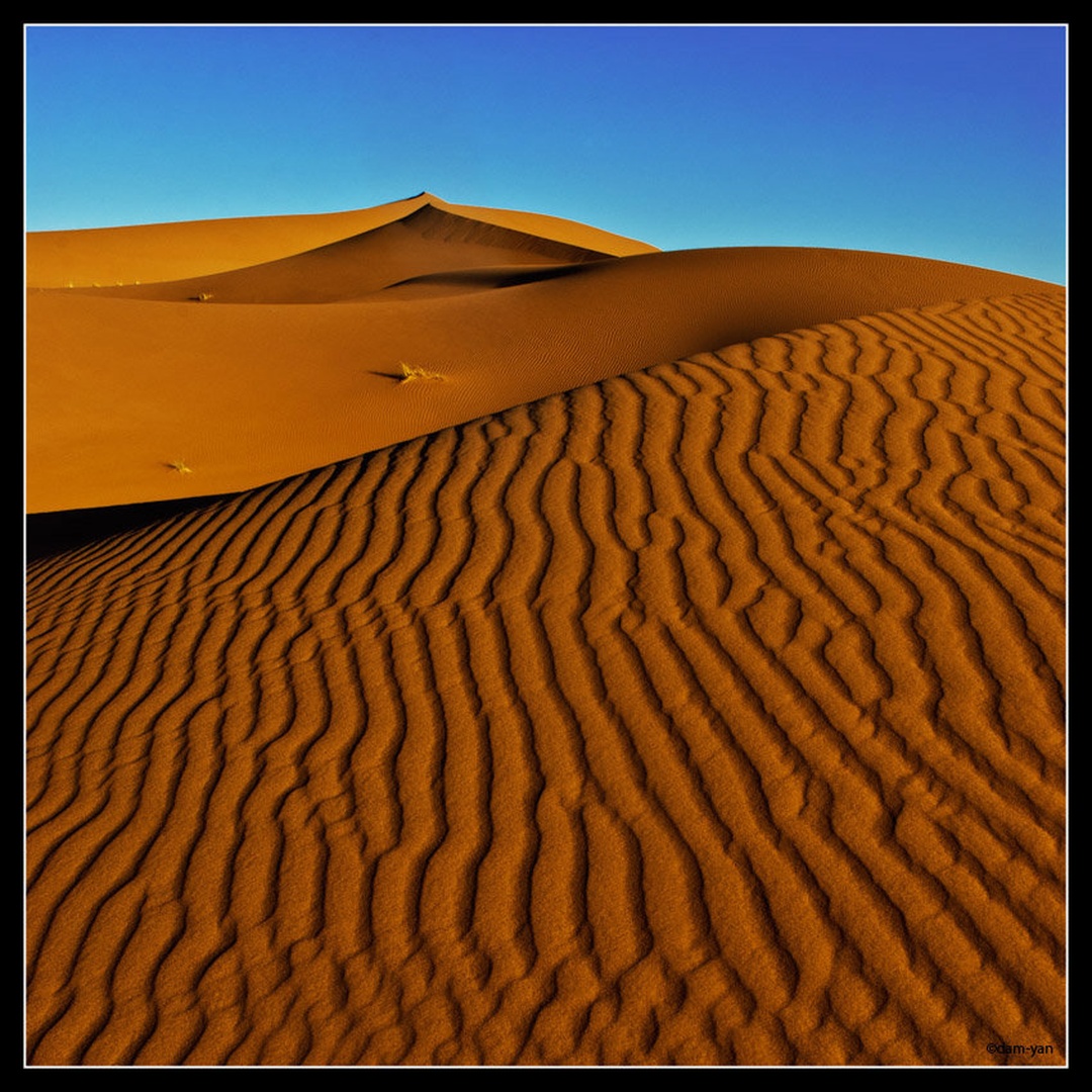 Golden Dunes by