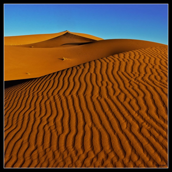 Golden Dunes by dam-yan