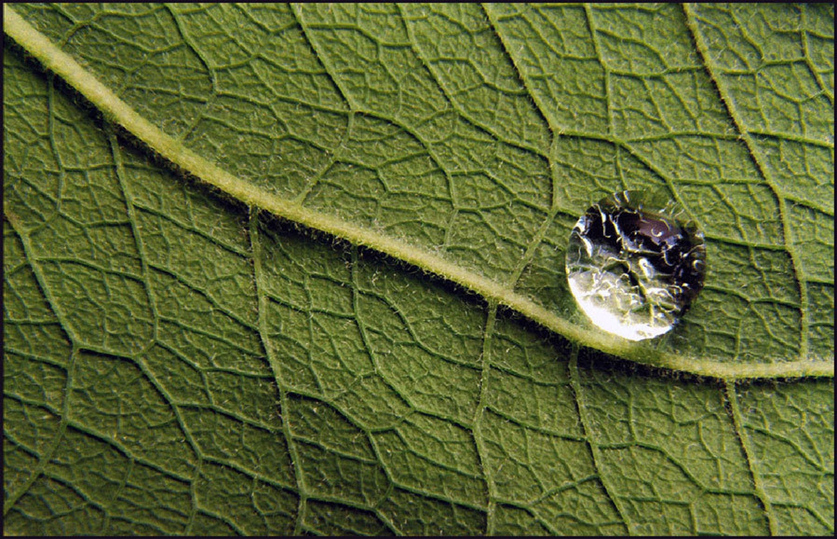 Raindrop by