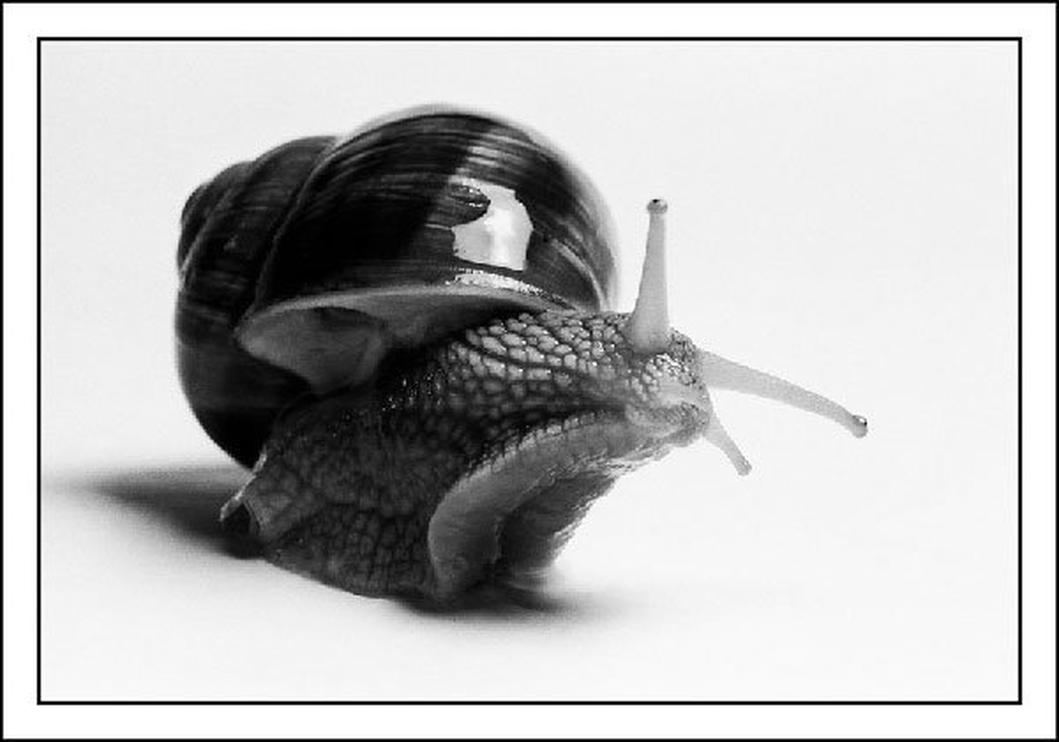Snail by