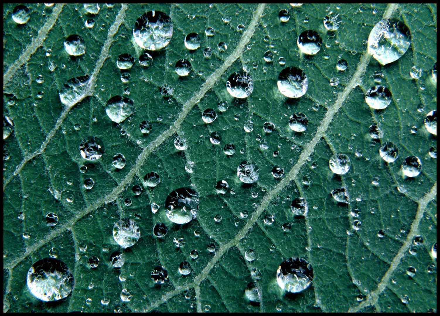 Raindrops by