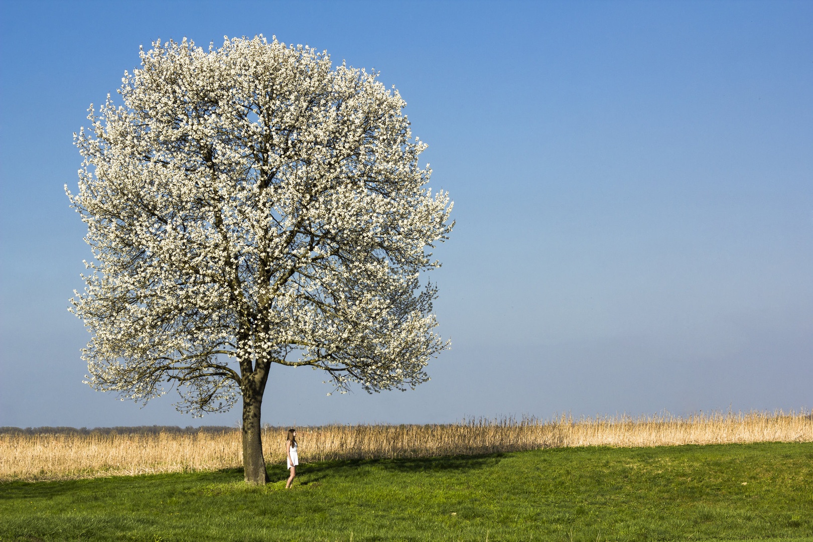 Spring by Špela Stajnko