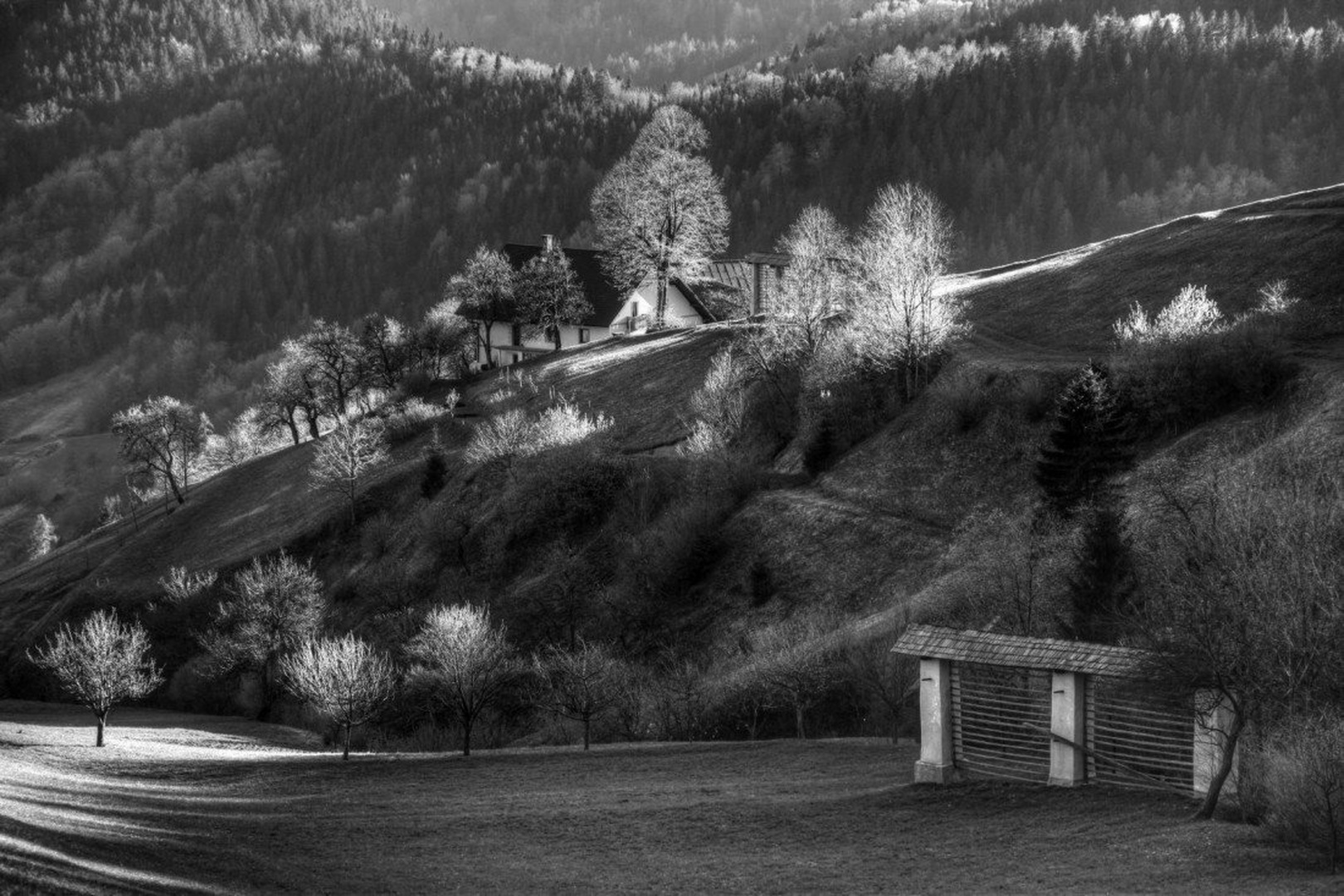 Sorca by