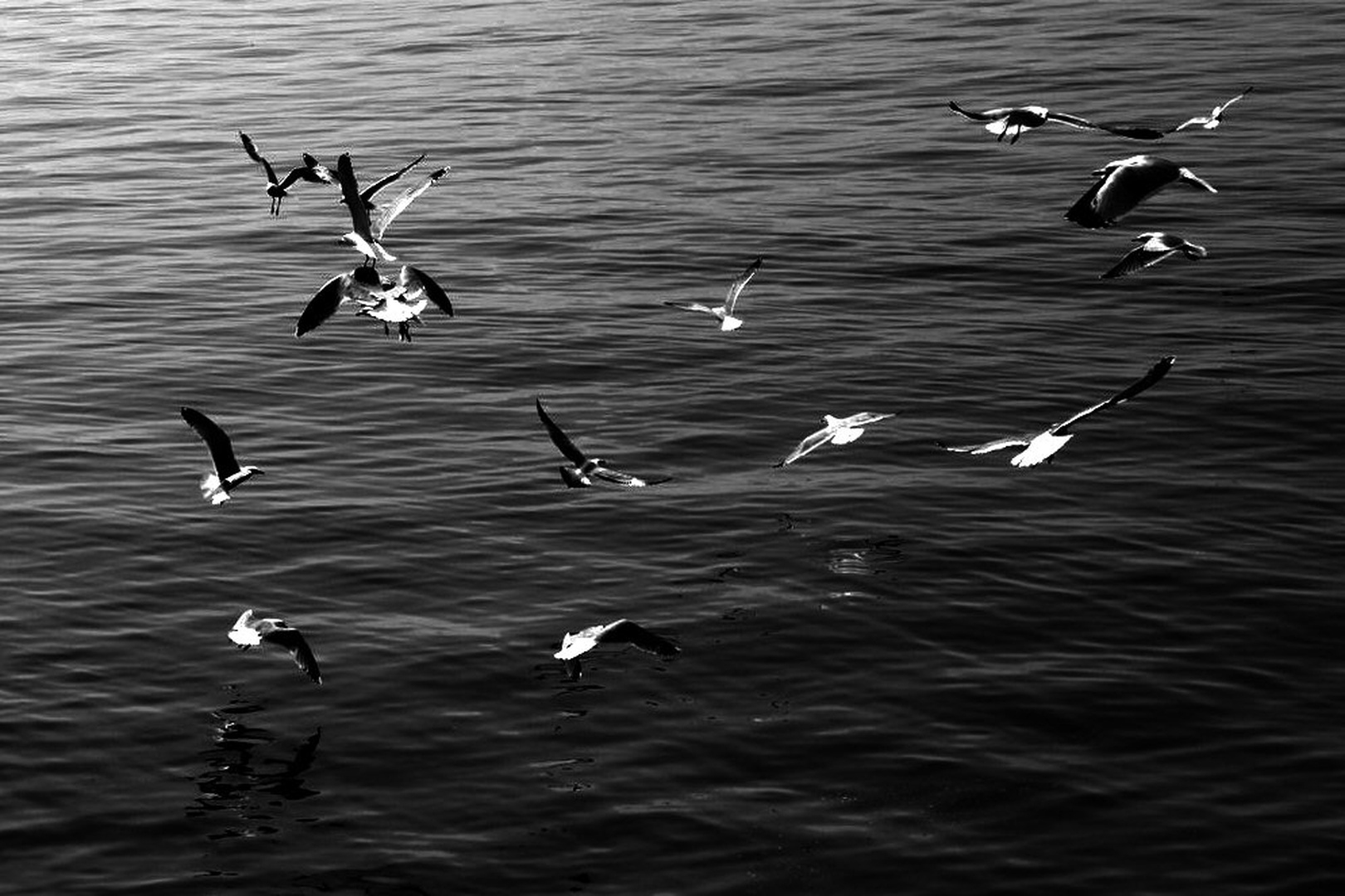 Jata 1 by